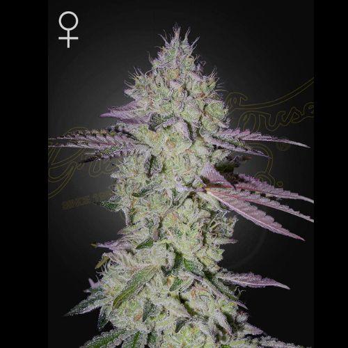 Tarte Tatin | Green House Seed Co. | Skyline Smoke Company | South Africa