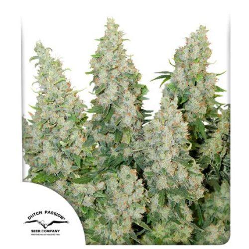Think Different Auto | Dutch Passion Seeds | Skyline Smoke Company | South Africa