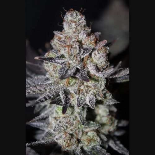 Tropicana Cookies Fast | 420 Fast Buds | Skyline Smoke Company | South Africa
