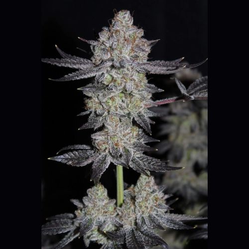 Tropicana Cookies Fast | 420 Fast Buds | Skyline Smoke Company | South Africa