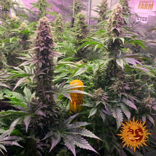 Tropicanna Banana | Barneys Farm | Skyline Smoke Company | South Africa