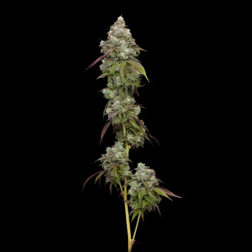 Vanilla Frosting | Humboldt Seed Company | Skyline Smoke Company | South Africa