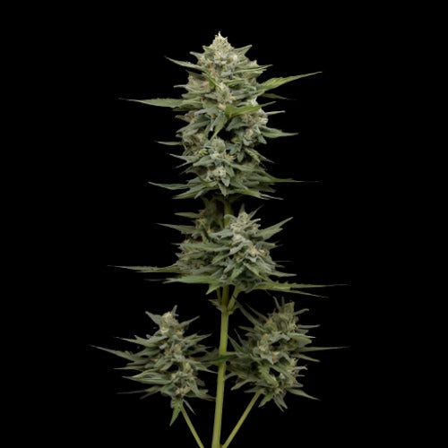 Vanilla Latte Auto | Humboldt Seed Company | Skyline Smoke Company | South Africa