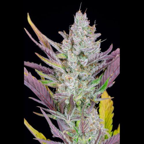 Wedding Glue Auto | 420 Fast Buds | Skyline Smoke Company | South Africa