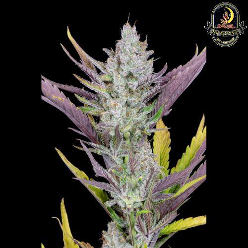 Wedding Glue Auto | 420 Fast Buds | Skyline Vape & Smoke Lounge | South Africa