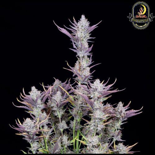 Wedding Glue Auto | 420 Fast Buds | Skyline Vape & Smoke Lounge | South Africa