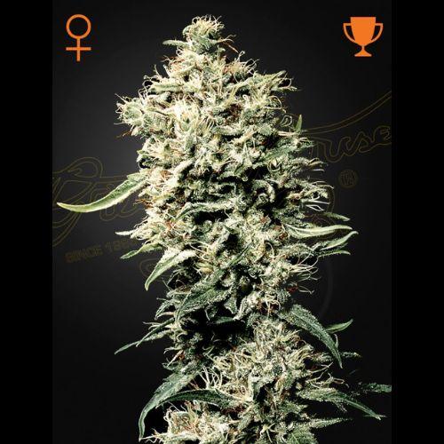 White Rhino | Green House Seed Co. | Skyline Smoke Company | South Africa