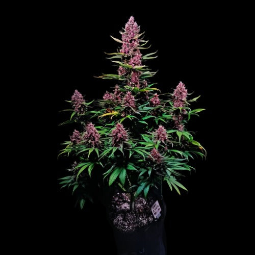 Ztrawberriez Auto | 420 Fast Buds | Skyline Smoke Company | South Africa