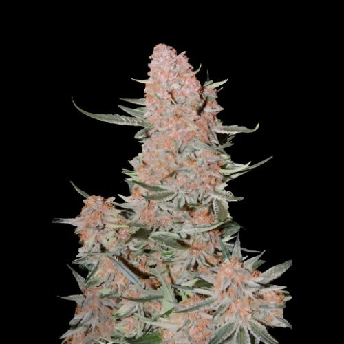 Ztrawberriez Auto | 420 Fast Buds | Skyline Smoke Company | South Africa