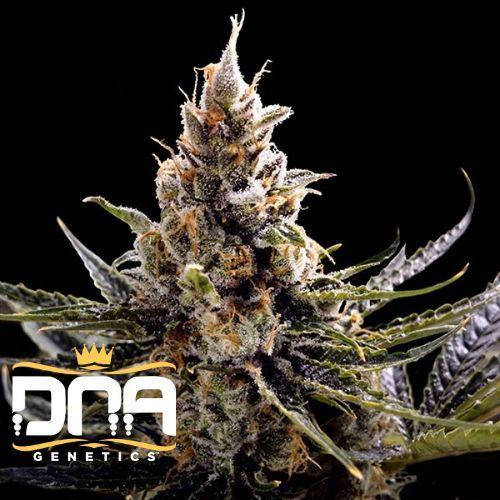 24K Gold | DNA Genetics | Skyline Smoke Company | South Africa