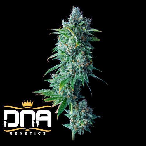 24K Gold | DNA Genetics | Skyline Smoke Company | South Africa