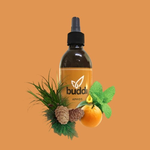 Aphids Spray | Buddi Sprays | Skyline Smoke Company | South Africa