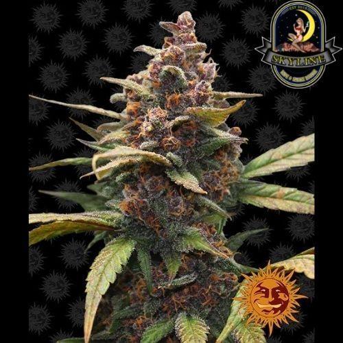 Ayahuasca Purple | Barneys Farm | Skyline Vape & Smoke Lounge | South Africa