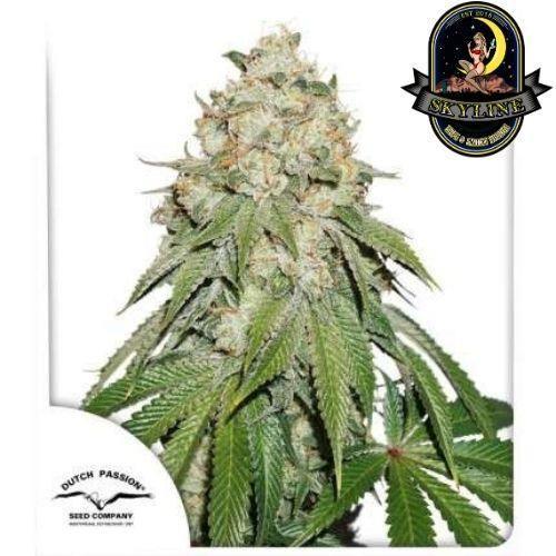 Banana Blaze | Dutch Passion Seeds | Skyline Vape & Smoke Lounge | South Africa