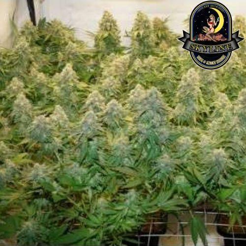 Banana Blaze | Dutch Passion Seeds | Skyline Vape & Smoke Lounge | South Africa