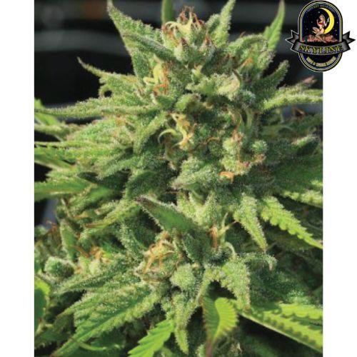 Bigfoot Glue | Humboldt Seed Company | Skyline Vape & Smoke Lounge | South Africa