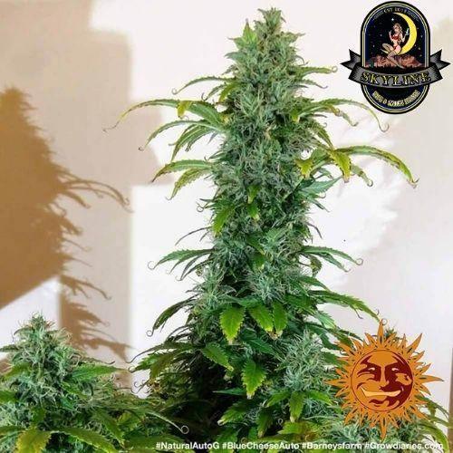 Blueberry Cheese Auto | Barneys Farm | Skyline Smoke Company | South Africa