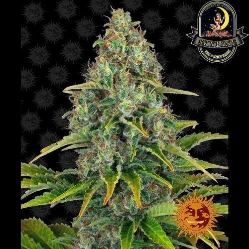 Blueberry Cheese Auto | Barneys Farm | Skyline Smoke Company | South Africa