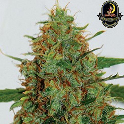 g13-labs-c99-seeds-skyline-seed-bank-south-africa-skyline-smoke