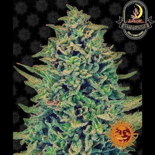 CBD Blue Shark | Barneys Farm | Skyline Smoke Company | South Africa