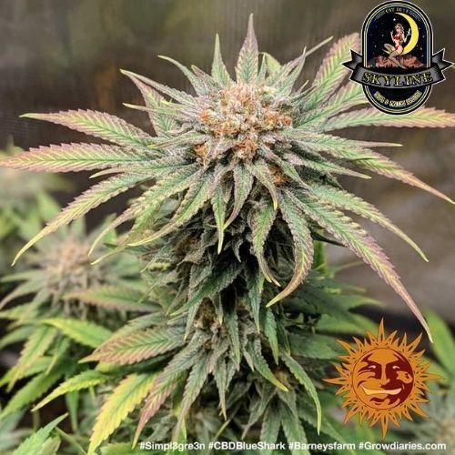 CBD Blue Shark | Barneys Farm | Skyline Smoke Company | South Africa