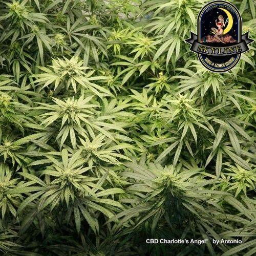 CBD Charlotte’s Angel | Dutch Passion Seeds | Skyline Smoke Company | South Africa