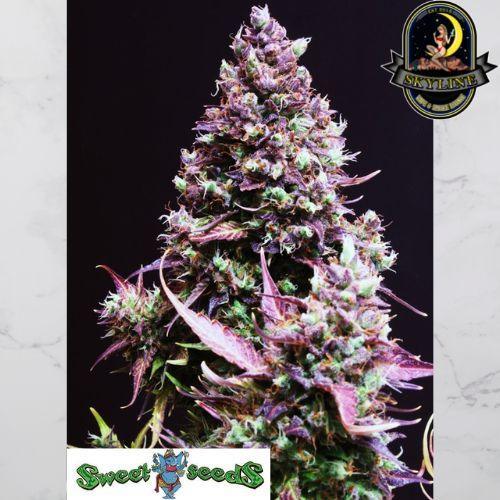 Cream Caramel Auto | Sweet Seeds | Skyline Smoke Company | South Africa