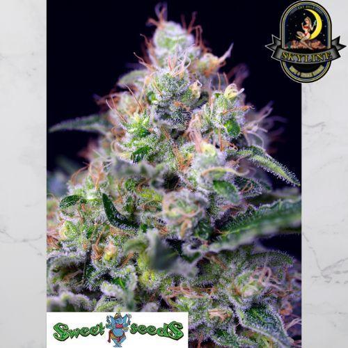 Cream Caramel | Sweet Seeds | Skyline Smoke Company | South Africa