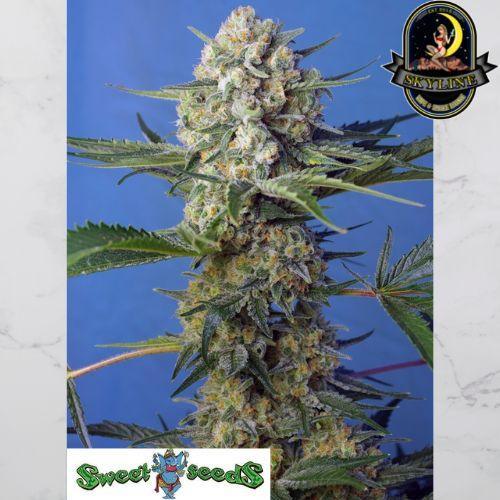 Crystal Candy F1 Fast Version | Sweet Seeds | Skyline Smoke Company | South Africa