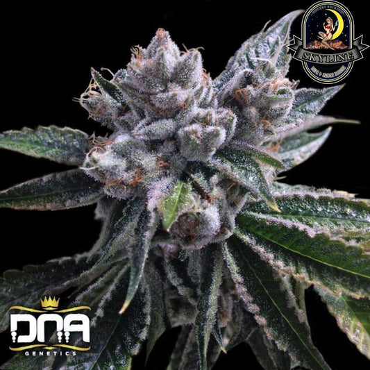 El Fuego | DNA Genetics | Skyline Smoke Company | South Africa