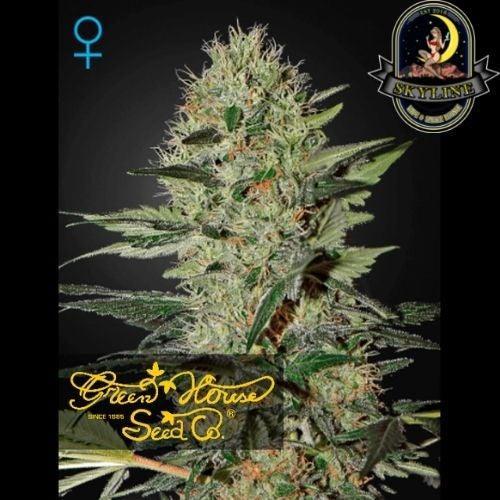 Exodus Cheese Auto | Green House Seed Co. | Skyline Smoke Company | South Africa