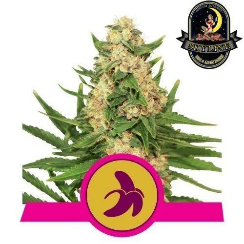 Fat Banana | Royal Queen Seeds | Skyline Smoke Company | South Africa