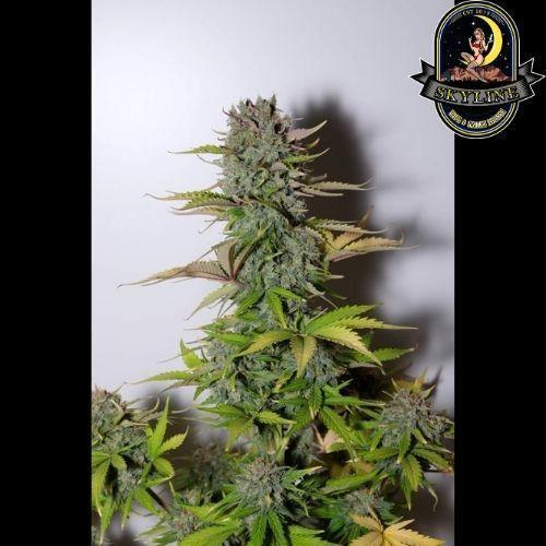 G14 Auto | 420 Fast Buds | Skyline Smoke Company | South Africa