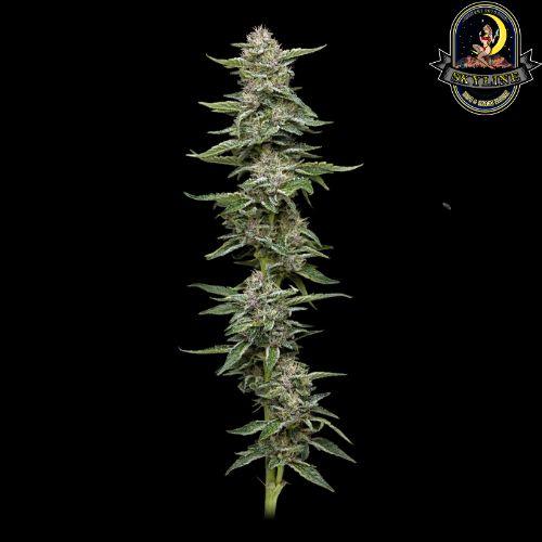 Garlic Budder | Humboldt Seed Company | Skyline Smoke Company | South Africa