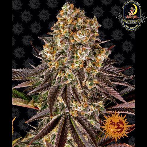 Gelato #45 | Barneys Farm | Skyline Vape & Smoke Lounge | South Africa
