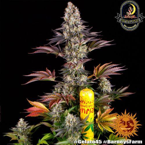 Gelato #45 | Barneys Farm | Skyline Vape & Smoke Lounge | South Africa