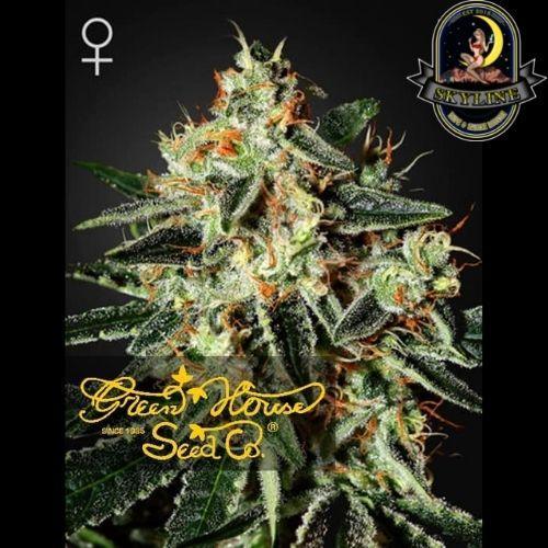 GH Cheese | Green House Seed Co. | Skyline Smoke Company | South Africa