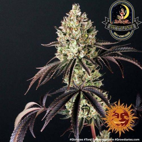 Glookies | Barneys Farm | Skyline Smoke Company | South Africa