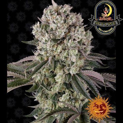 Glookies | Barneys Farm | Skyline Smoke Company | South Africa
