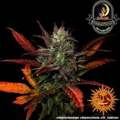 Glue Gelato Auto | Barneys Farm | Skyline Smoke Company | South Africa