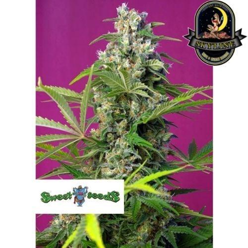 Gorilla Girl | Sweet Seeds | Skyline Smoke Company | South Africa