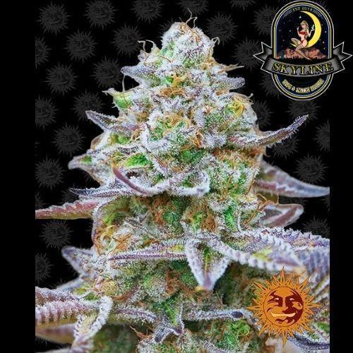 Gorilla Zkittlez | Barneys Farm | Skyline Smoke Company | South Africa