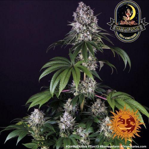 Gorilla Zkittlez | Barneys Farm | Skyline Smoke Company | South Africa