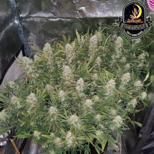 Grapefruit Auto | 420 Fast Buds | Skyline Smoke Company | South Africa