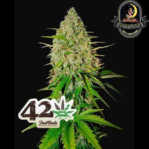 Grapefruit Auto | 420 Fast Buds | Skyline Smoke Company | South Africa