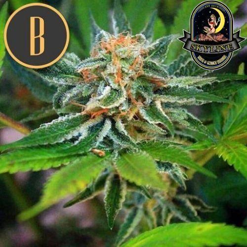 Green Crack | BlimBurn Seeds | Skyline Smoke Company | South Africa