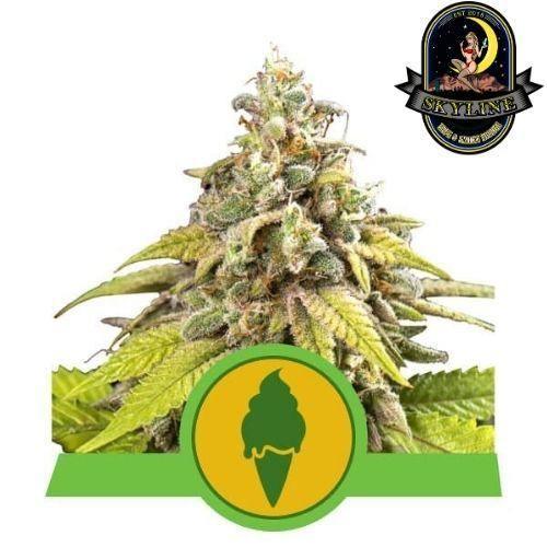 Green Gelato Auto | Royal Queen Seeds | Skyline Smoke Company | South Africa