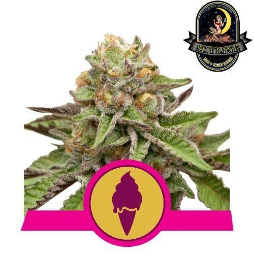 Green Gelato | Royal Queen Seeds | Skyline Smoke Company | South Africa