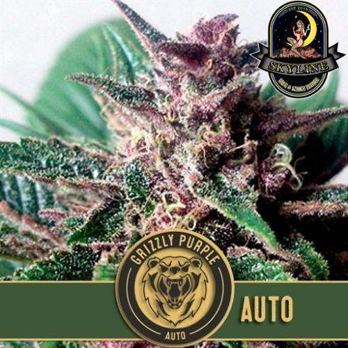 Grizzly Purple Kush Auto | BlimBurn Seeds | Skyline Smoke Company | South Africa
