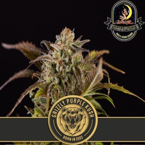 Grizzly Purple Kush | BlimBurn Seeds | Skyline Smoke Company | South Africa